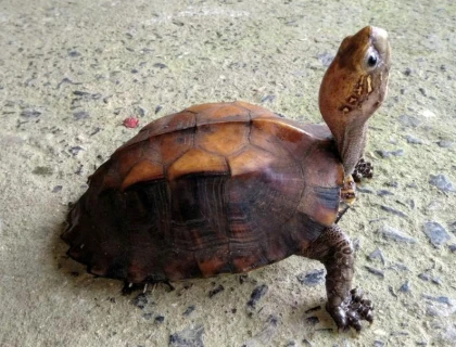 RECEPTION AND RELEASE OF A RARE MOUHOT’S BOX TURTLE BACK INTO THE NATURAL FOREST OF MY SON